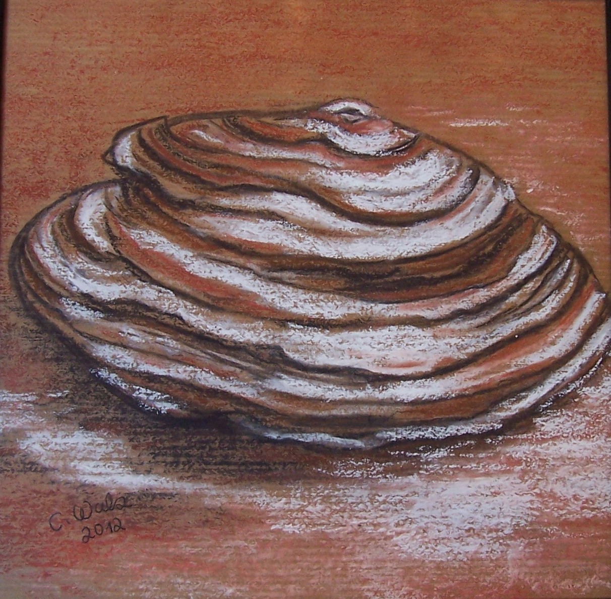Muschel Hawai 1-image