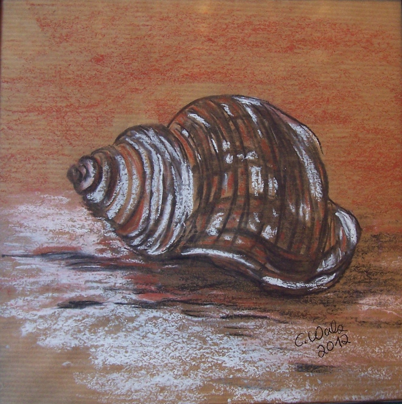 Muschel Karibik-image
