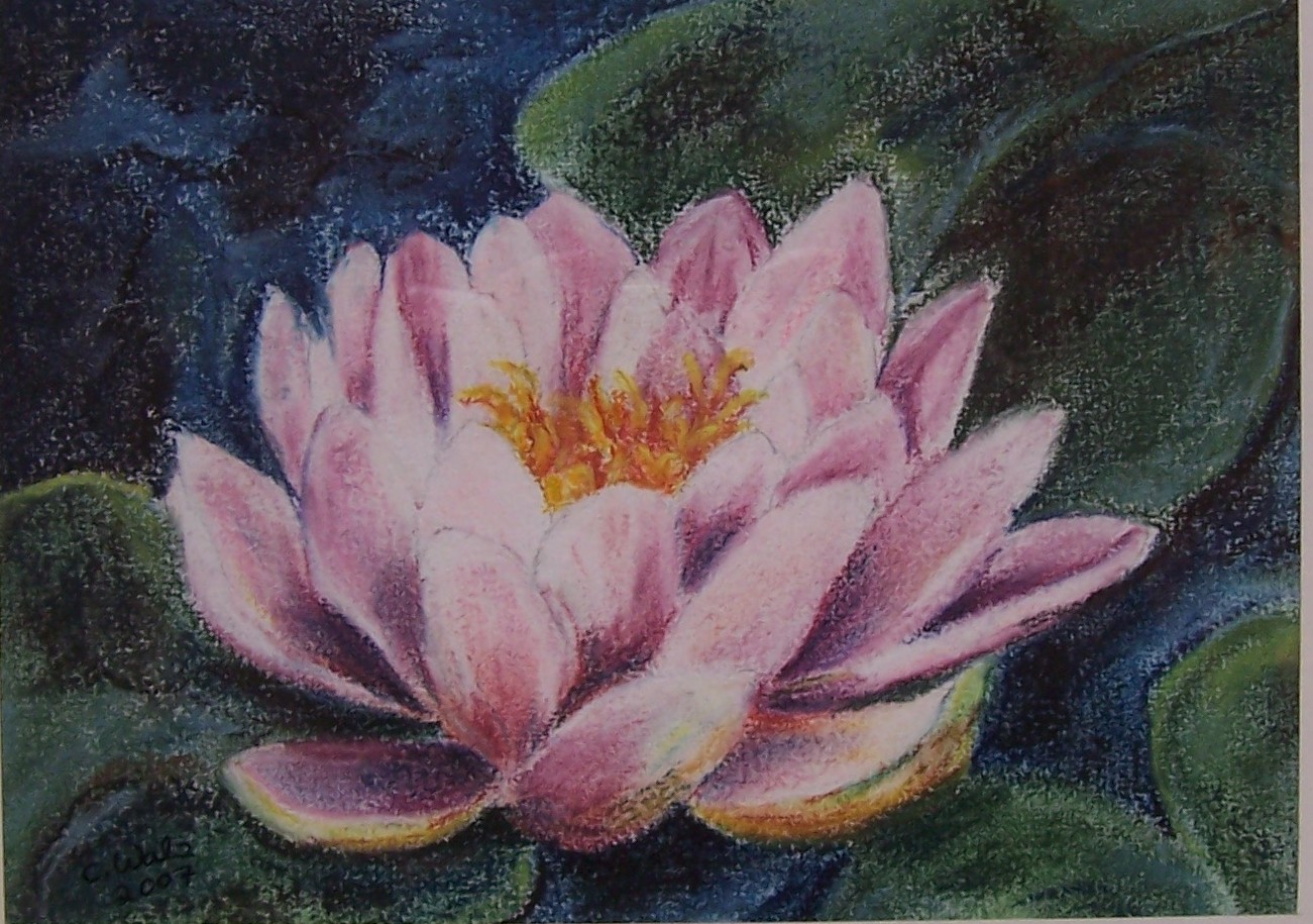 Seerose one-image